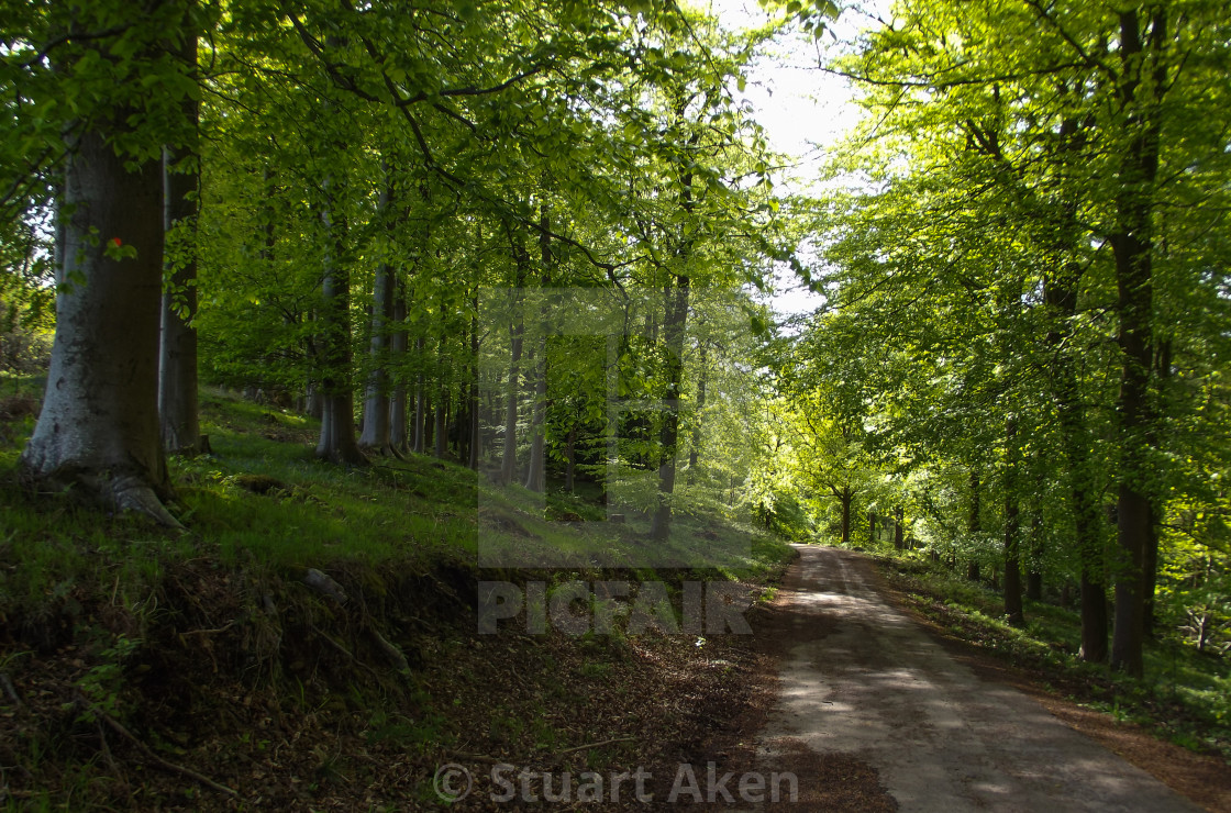 "Woodland Road" stock image