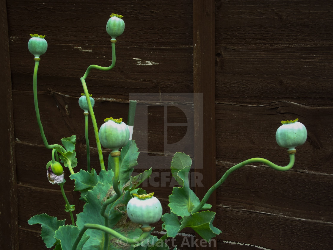 "Poppies in Waiting" stock image