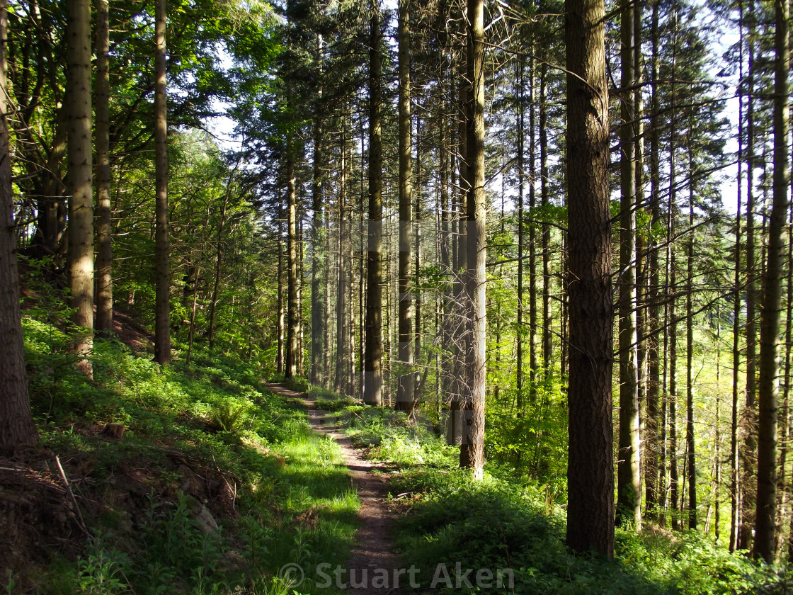 "Path Through Firs" stock image