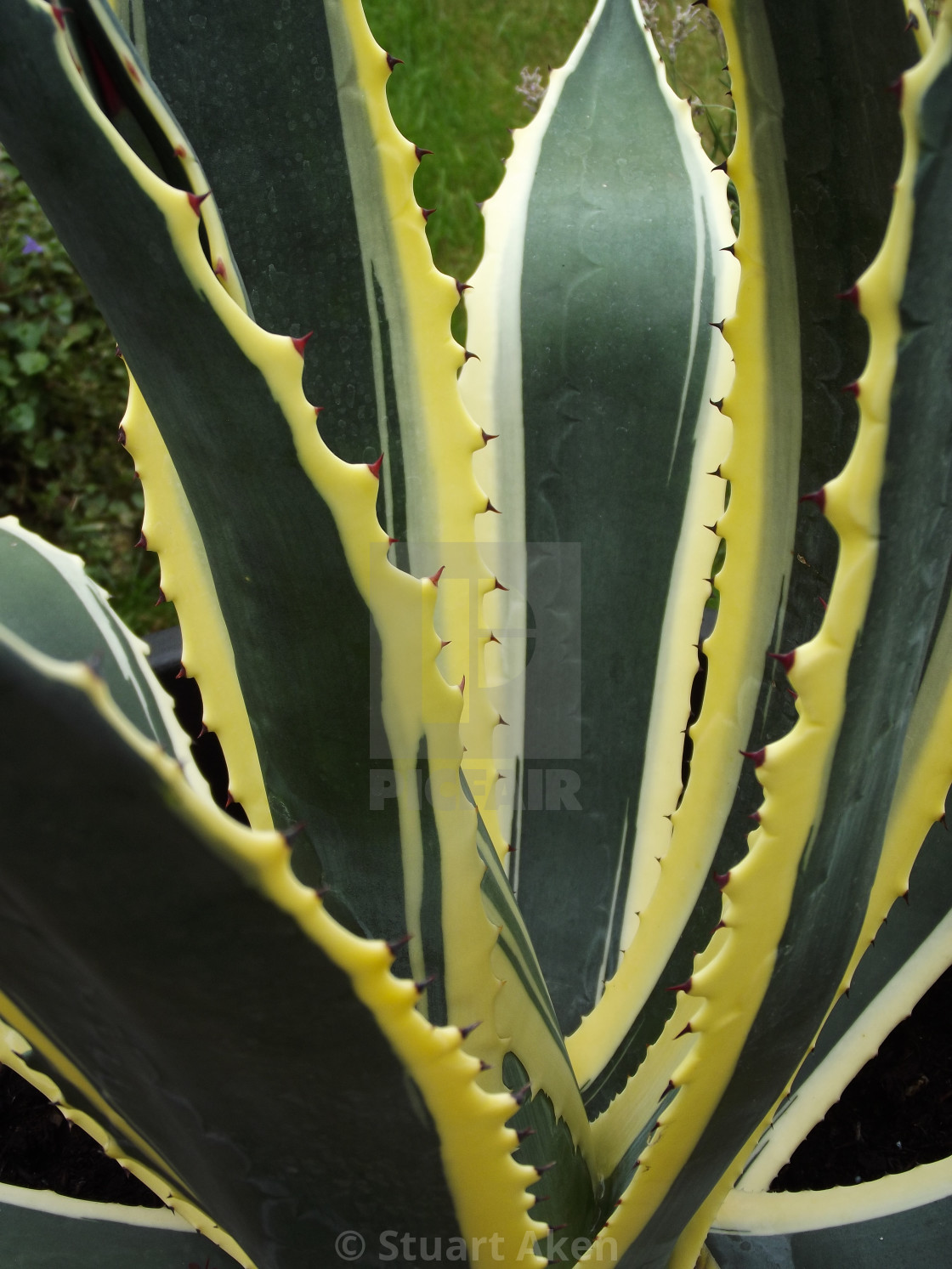 "Aloe Vera" stock image