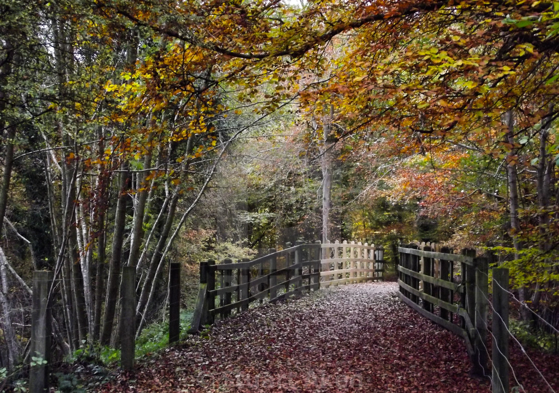 "Forest Bridge" stock image