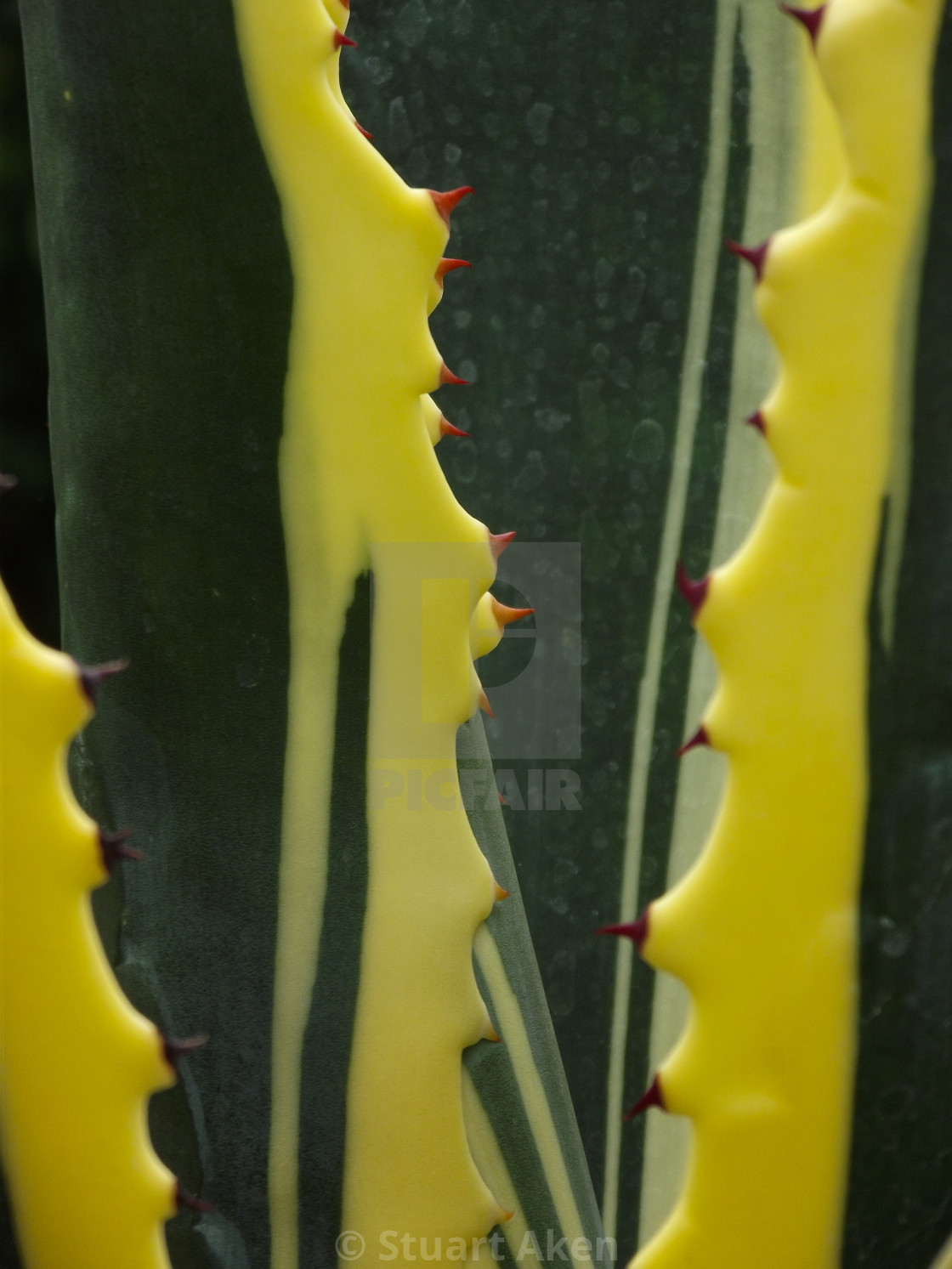 "Gentle Aloe Vera" stock image