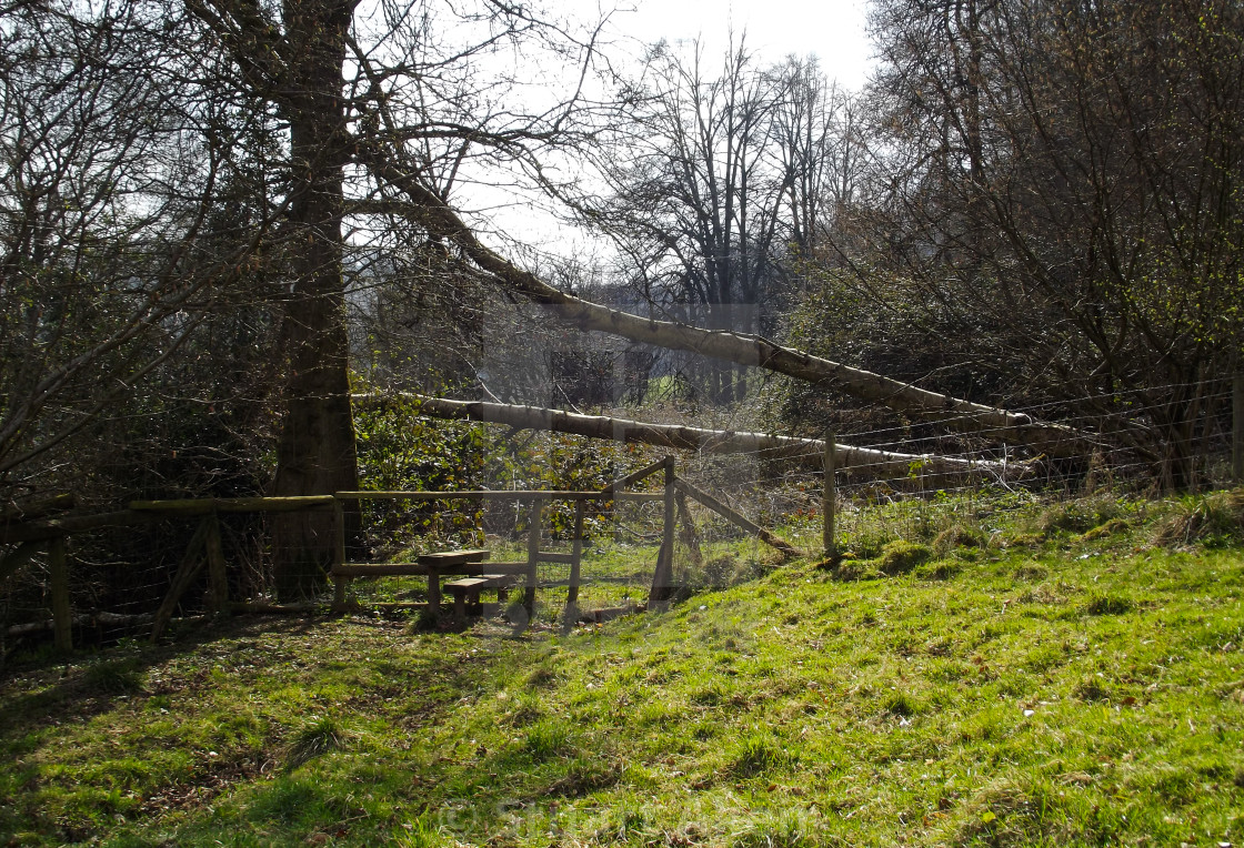 "Fallen Tree" stock image