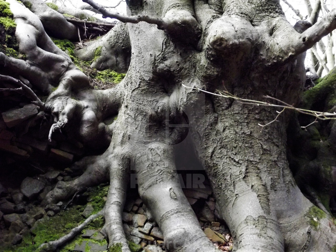 "Gnarled Roots" stock image