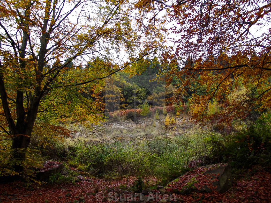 "Fallen Leaves" stock image