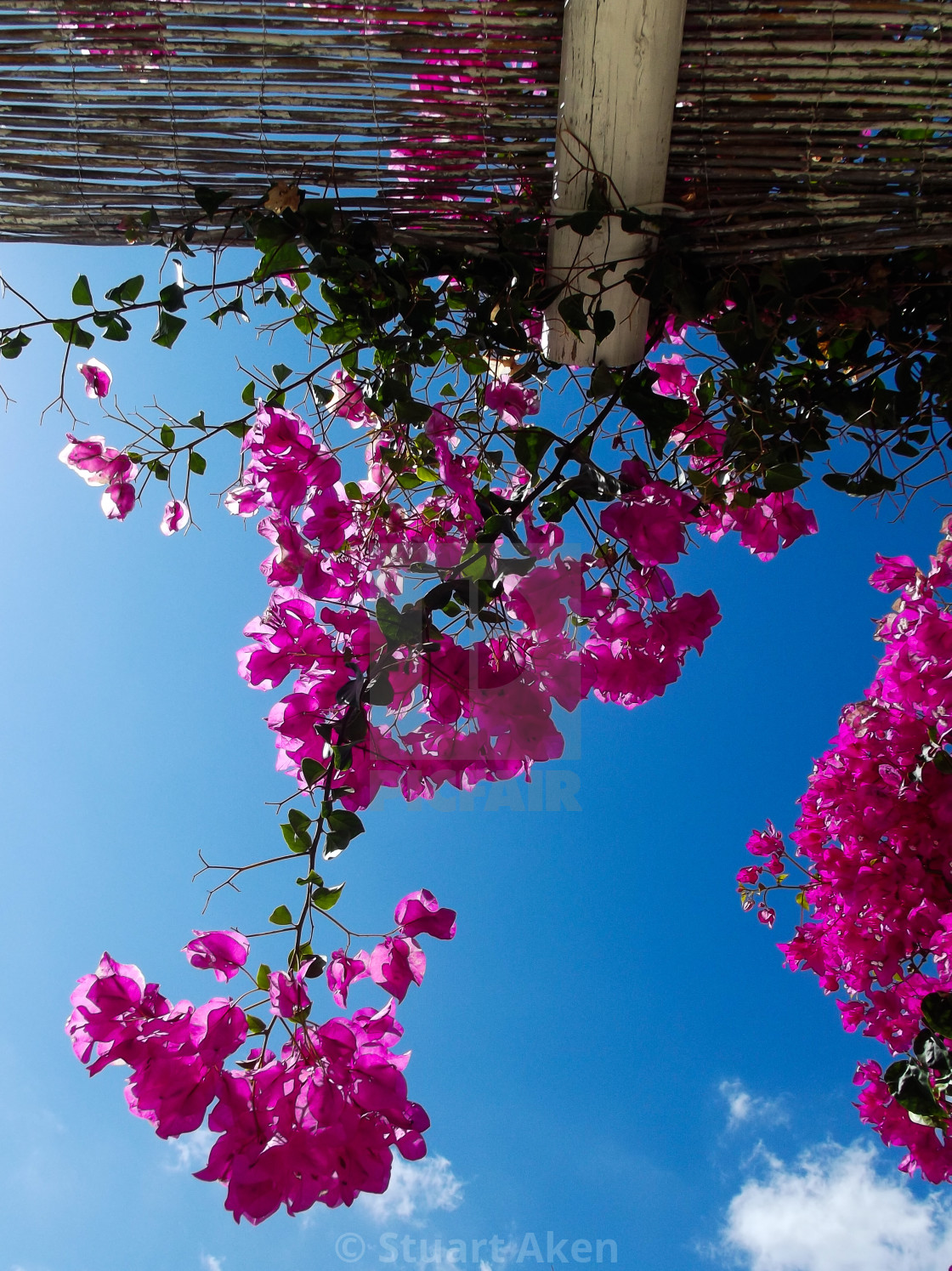 "Bougainvillia" stock image