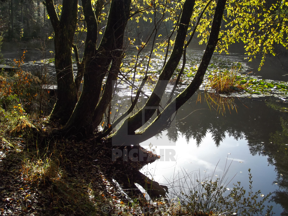 "Woodland Water" stock image