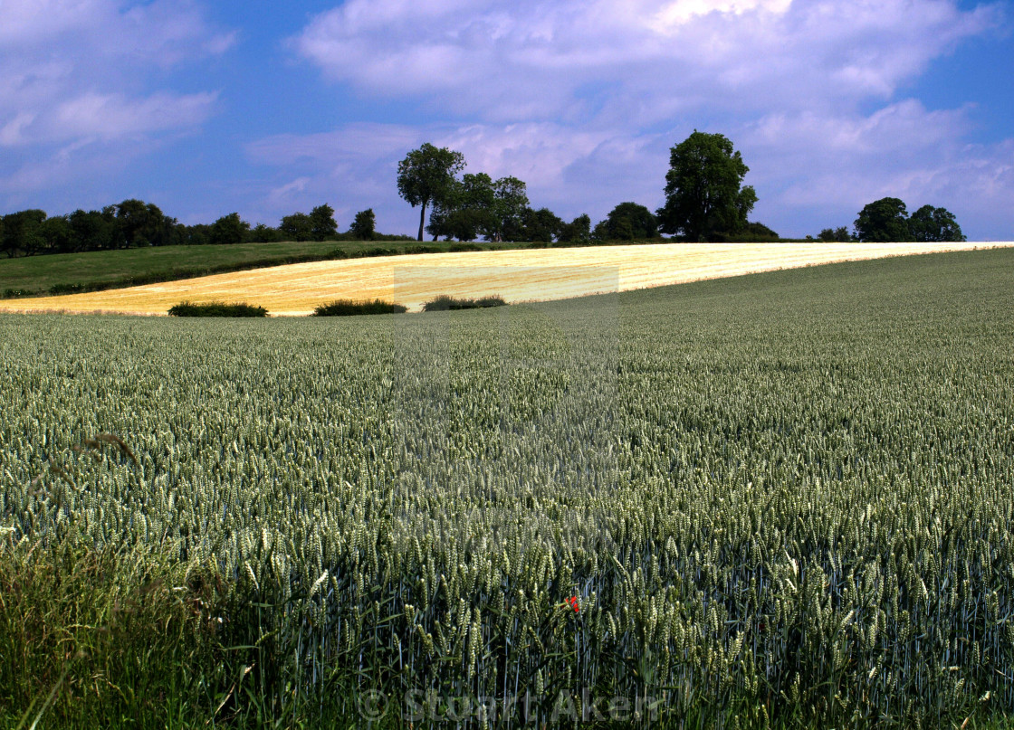 "Green Corn" stock image