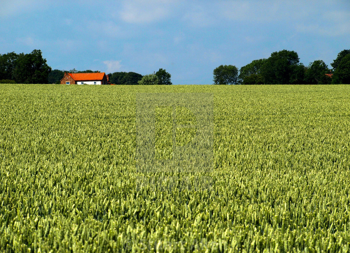 "Red Roof Green Field" stock image