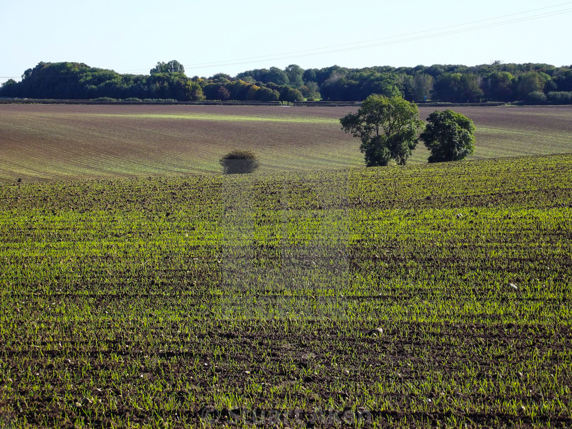 "Spring Crop" stock image