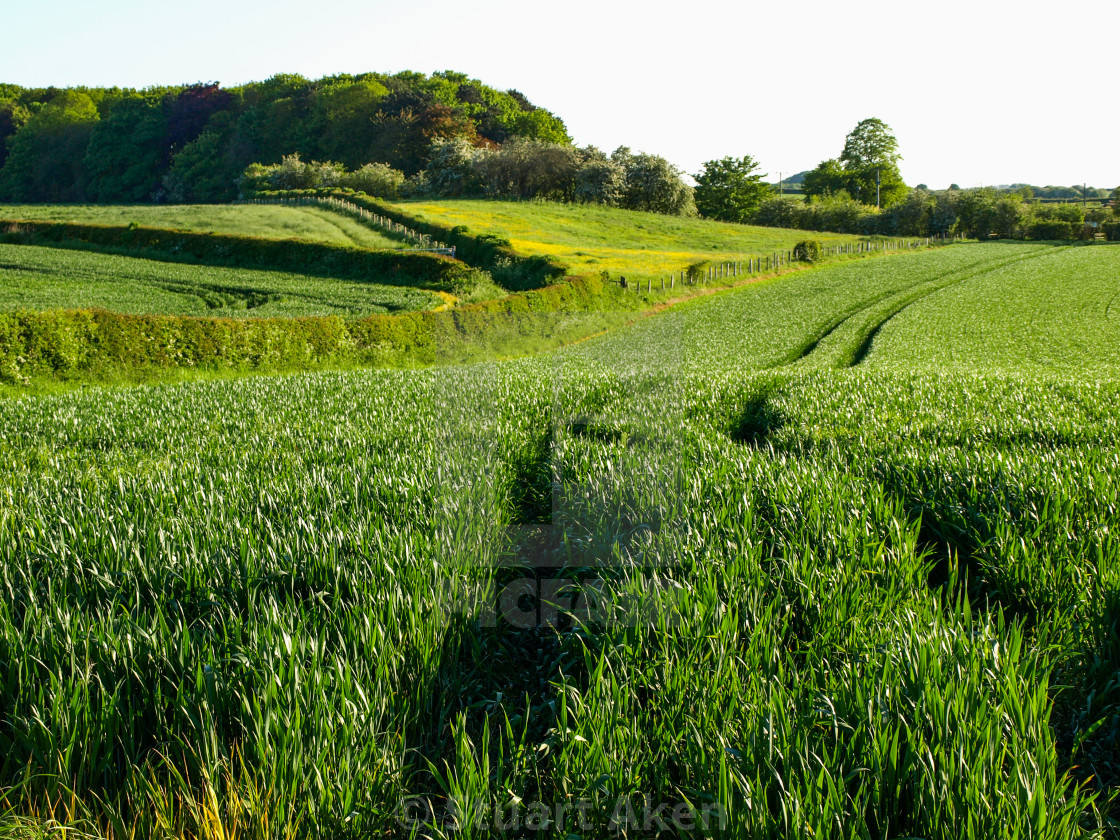 "Tracks Through Crop" stock image