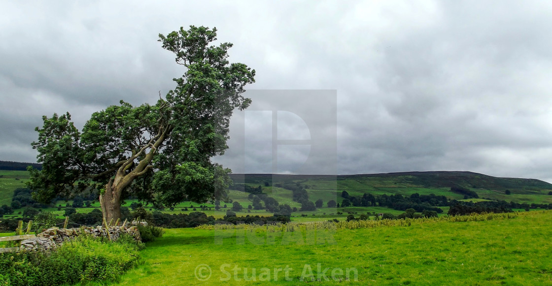 "Wind-Blasted Tree" stock image