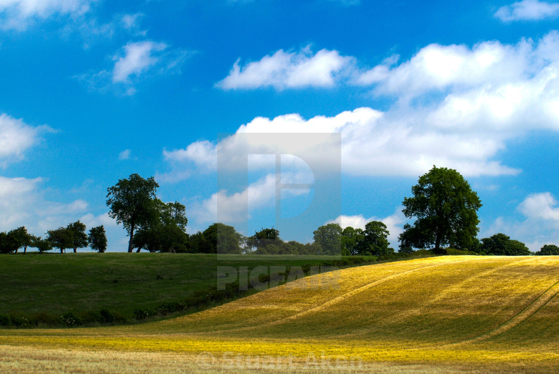 "Field Harvest" stock image