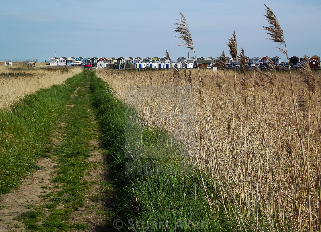 "Path Through Reeds" stock image