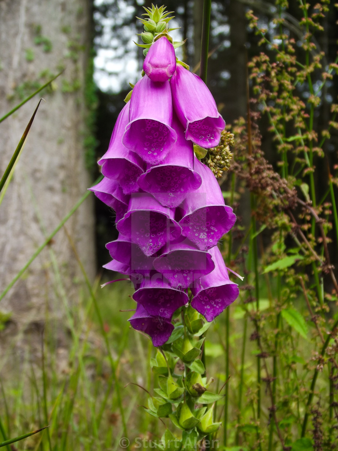 "Foxglove" stock image