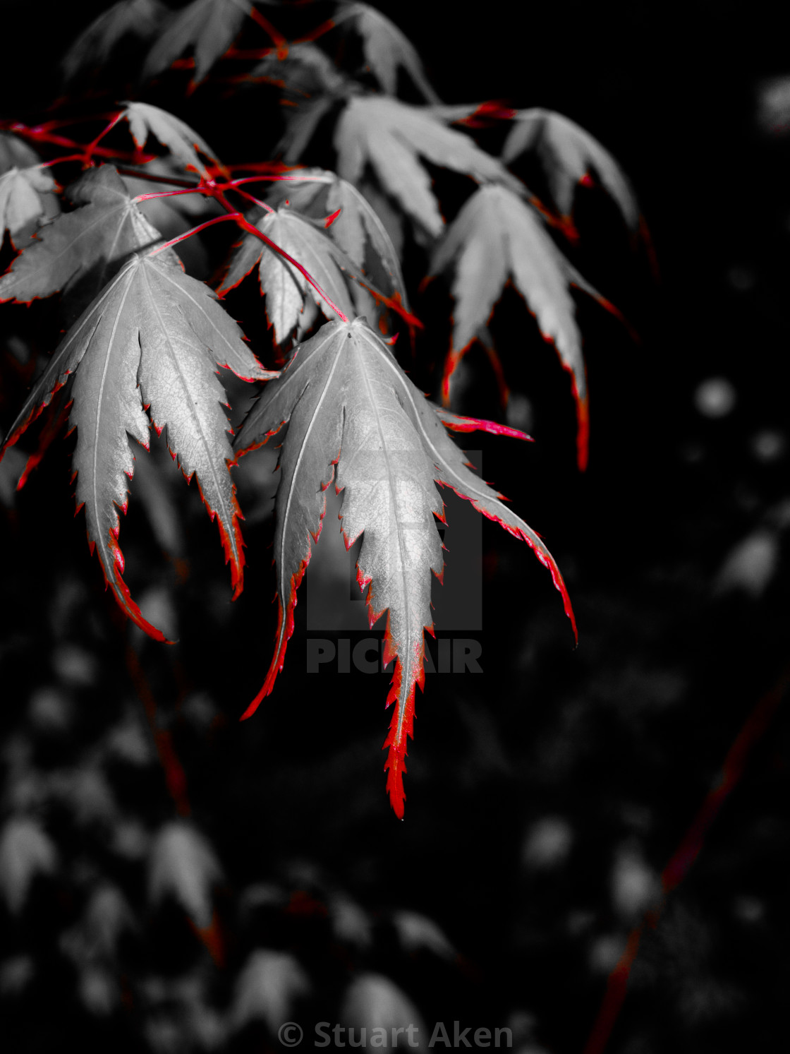 "Red Tips" by Stuart Aken - $9.27 "Red Tips" stock image