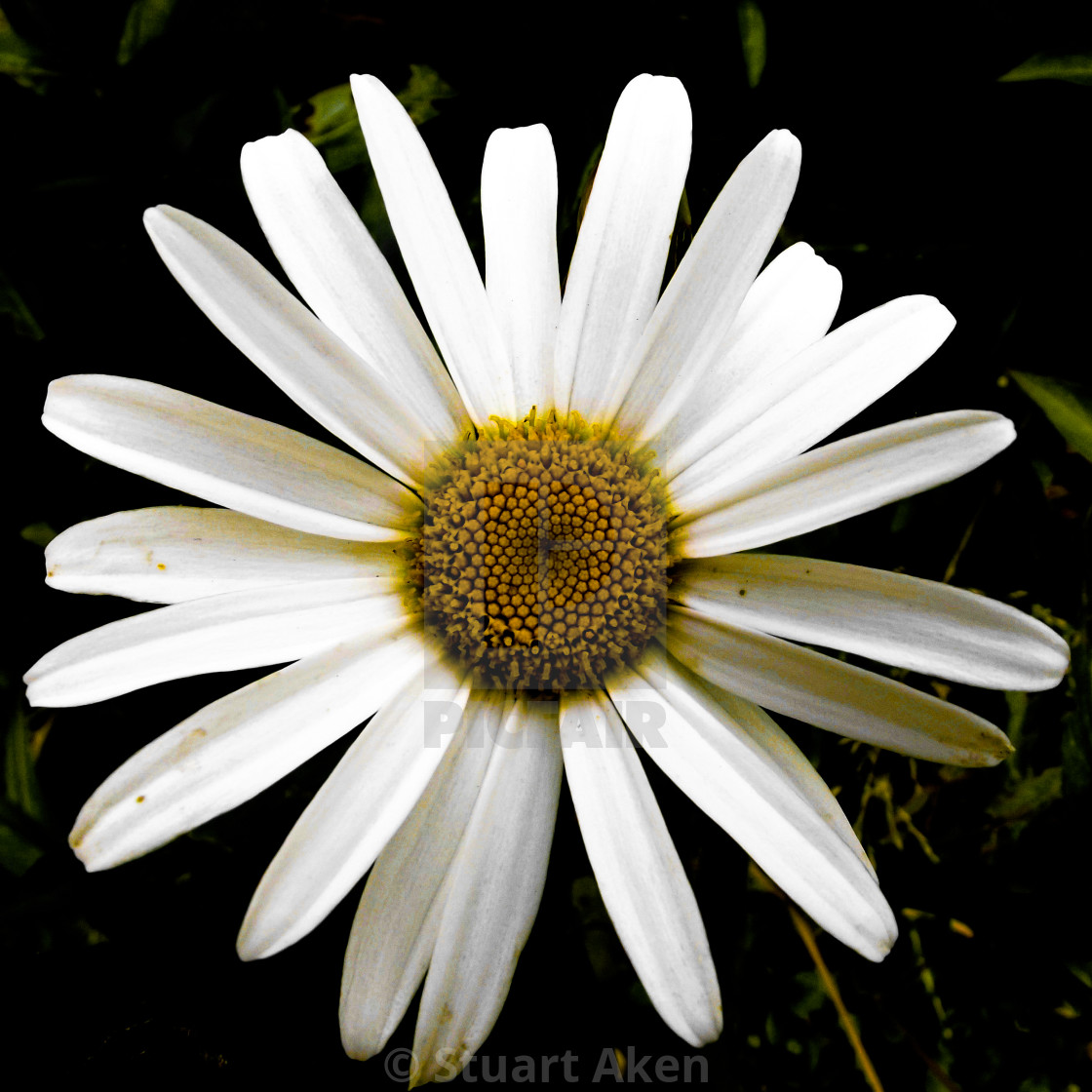 "Stark Daisy" stock image