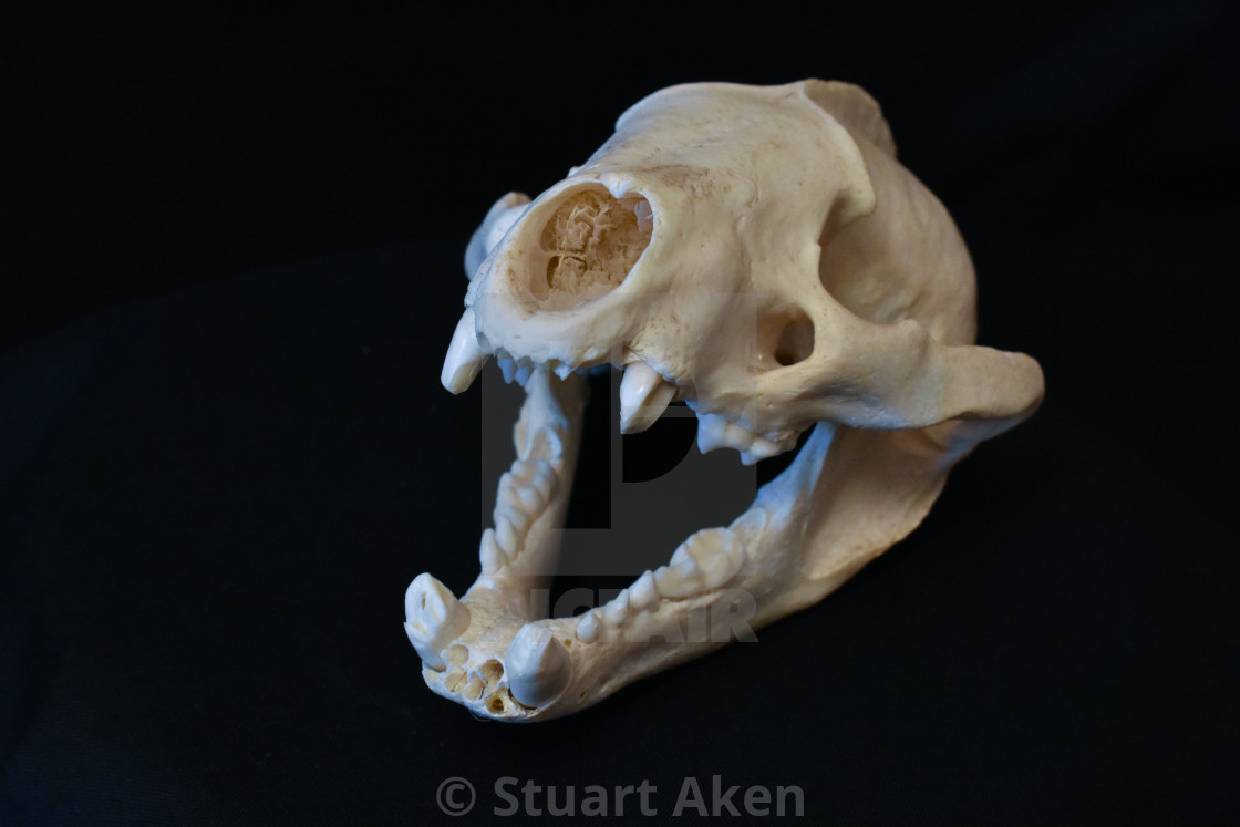 "Badger Skull" stock image