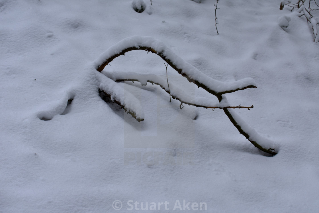 "Branch in Snow" stock image