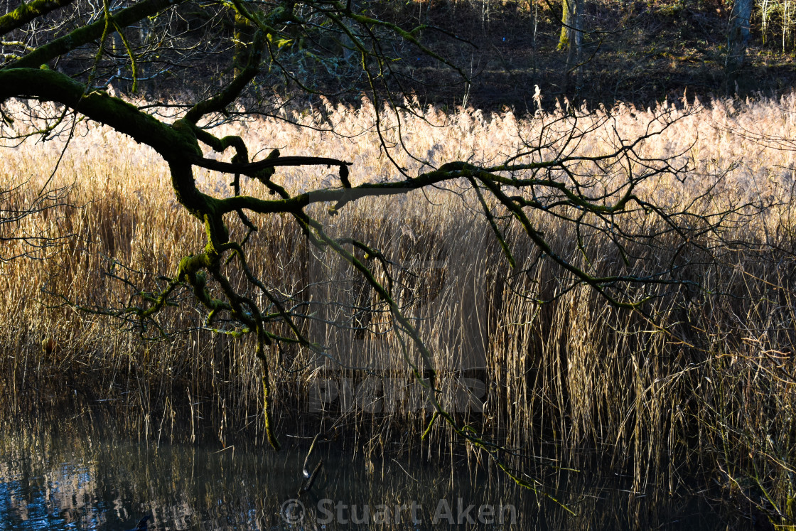 "Branch Against Reeds" stock image