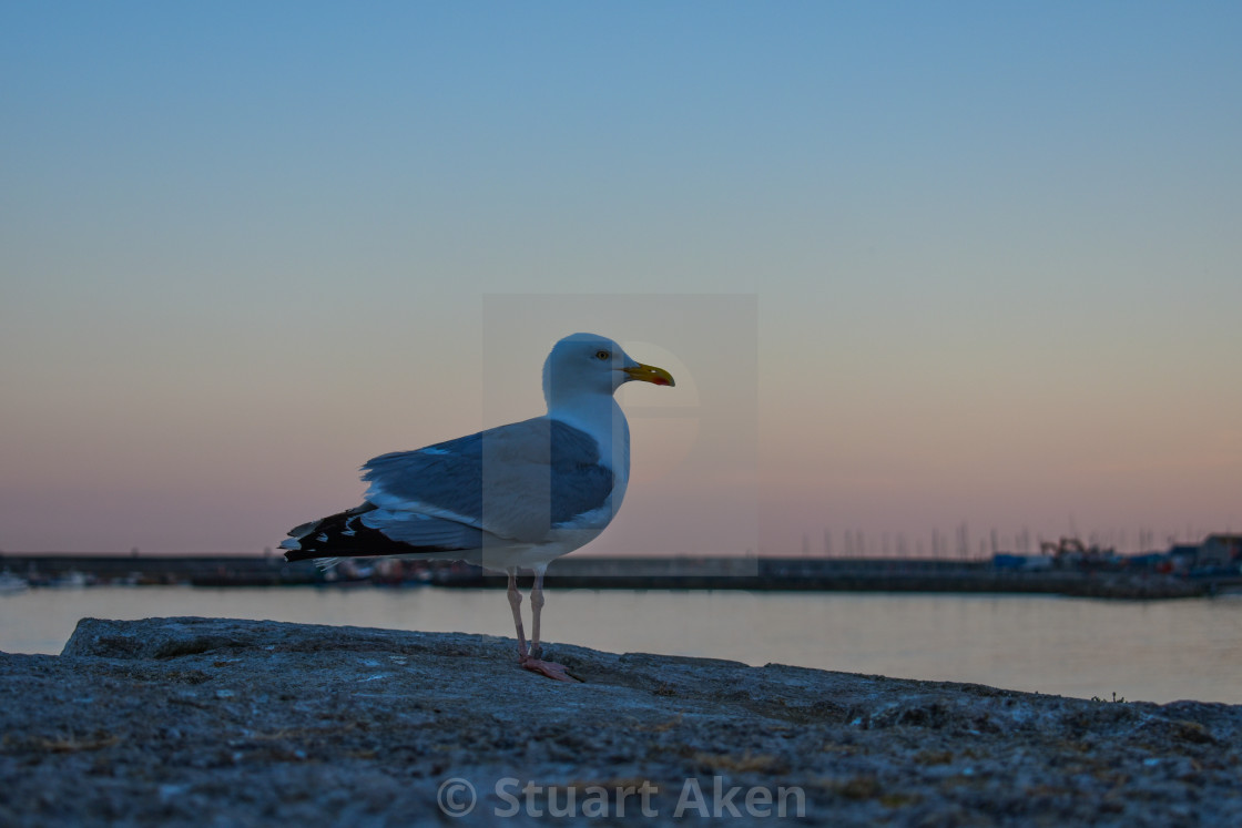 "Great Black Backed Gull" stock image