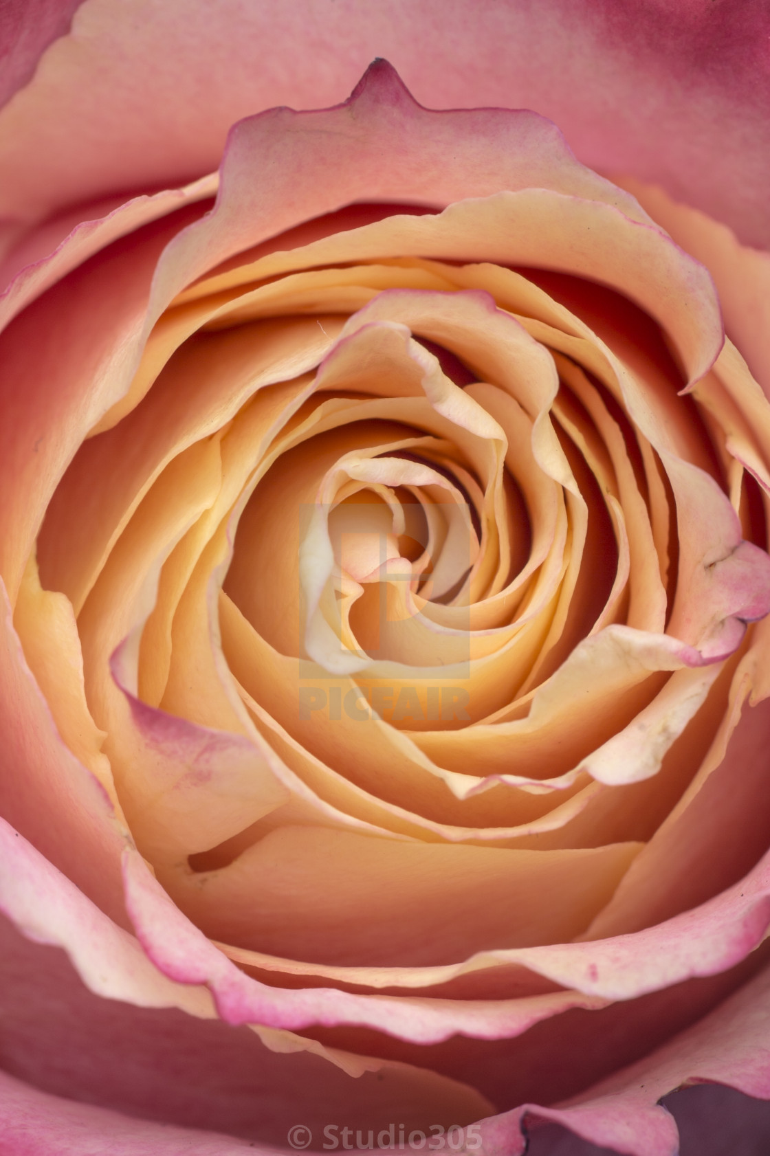 Download Macro Closeup Of A Light Pink Yellow Rose License Download Or Print For 12 40 Photos Picfair Yellowimages Mockups