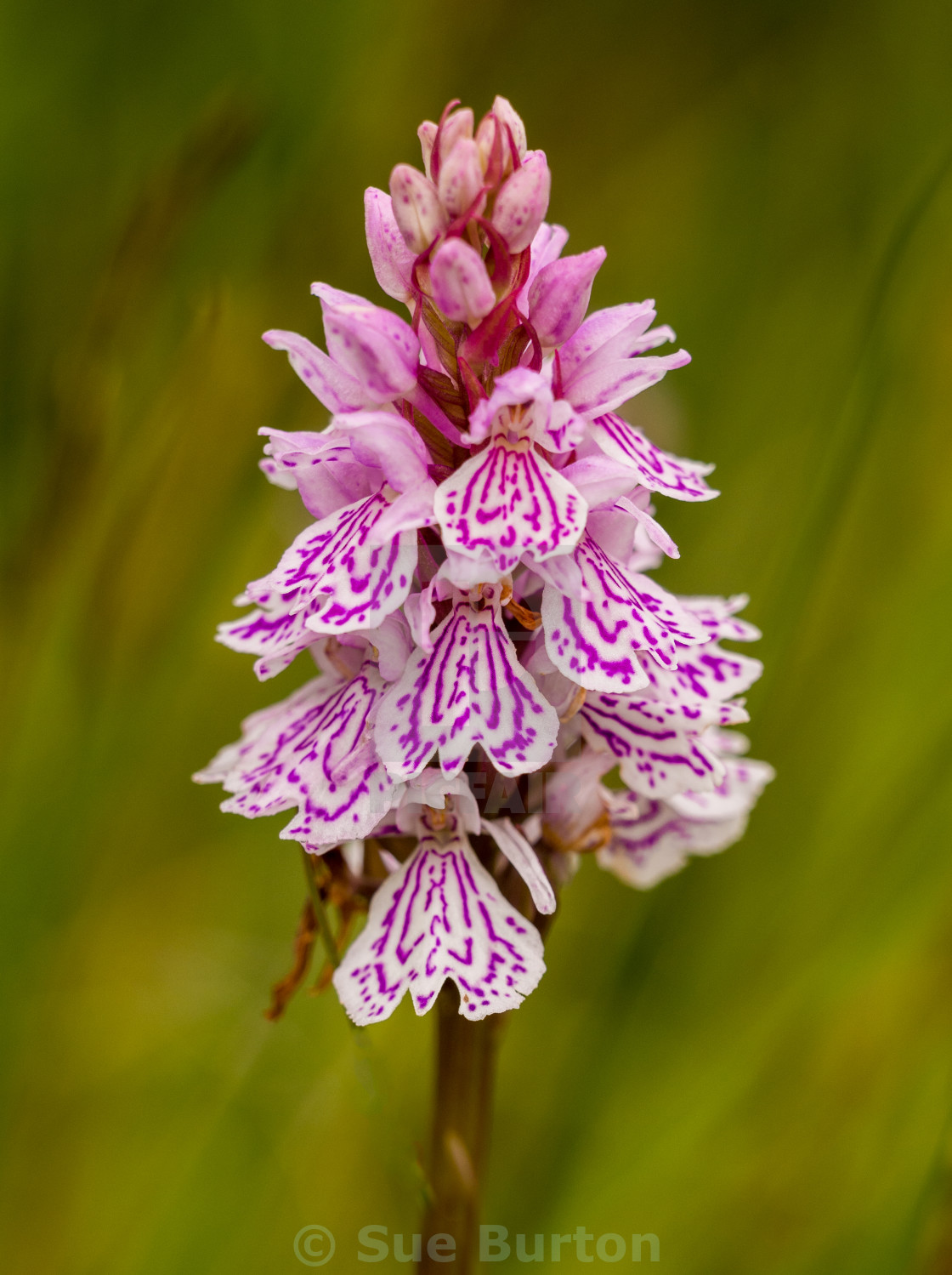 Rare Wild Orchid Flowers At Salen Pier Isle Of Mull Scotland Uk License Download Or Print For 6 20 Photos Picfair