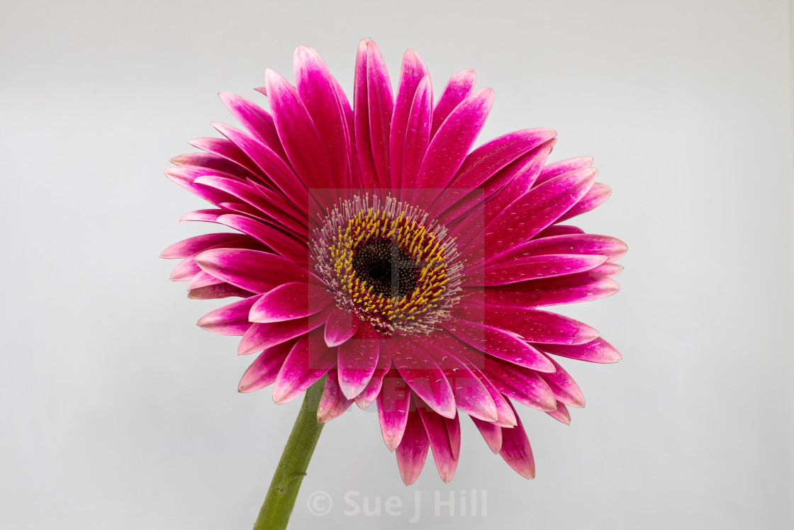 Focus Stacked Gerbera Germini Flower Isolated On A White Background License Download Or Print For 12 40 Photos Picfair