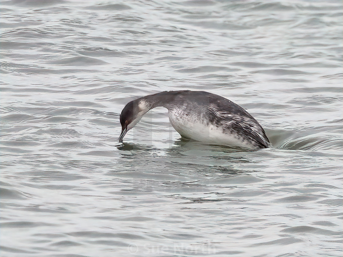 "Black Necked Grebe no 2" stock image