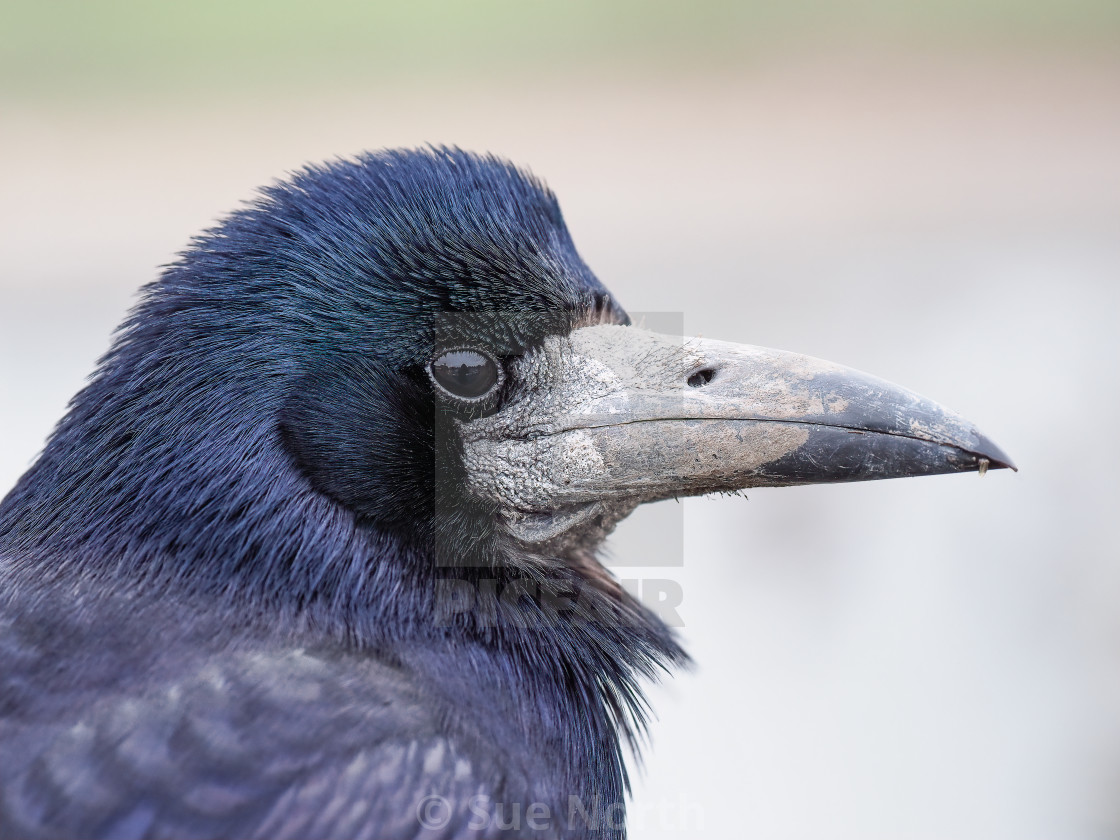 "Rook" stock image