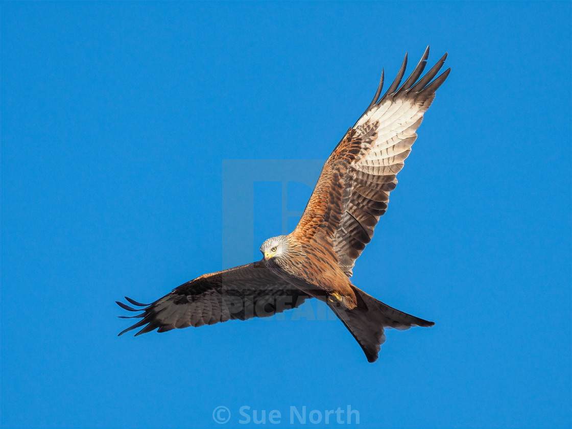 "Red Kite no 2" stock image