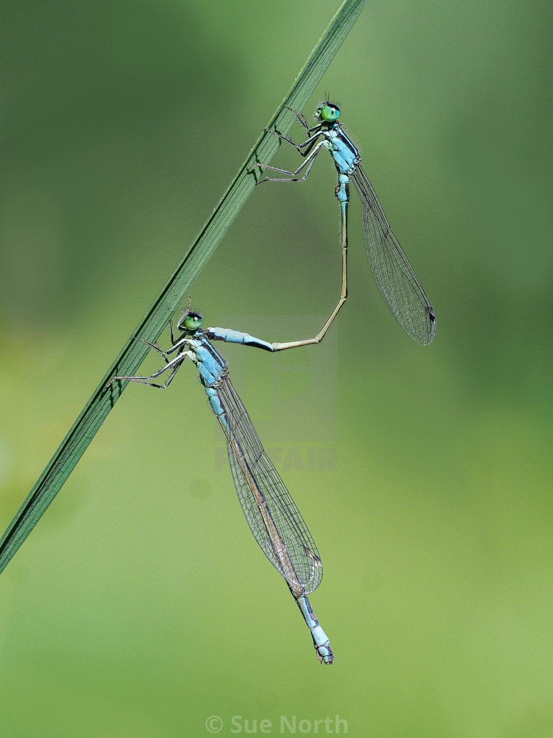 "common blue damselfly" stock image