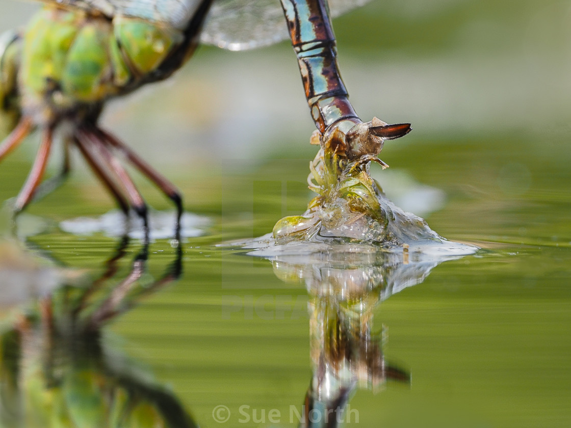 "emperor dragonfly" stock image