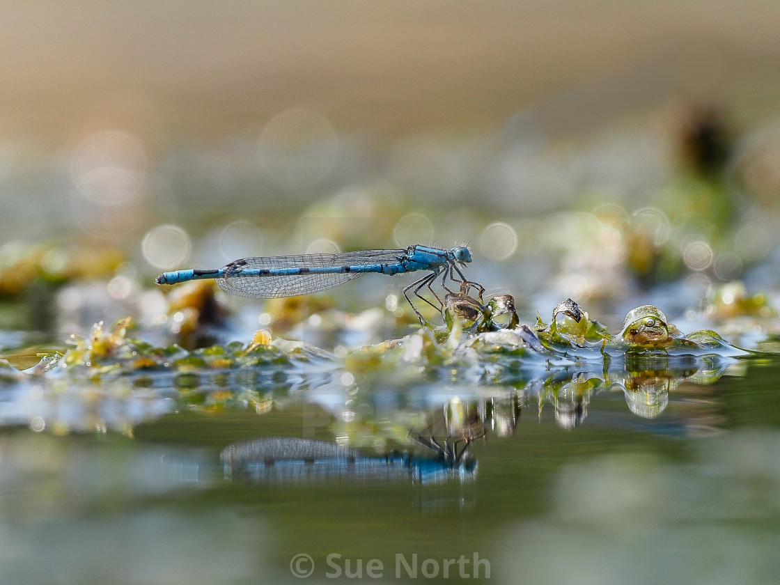 "common blue damselfly" stock image