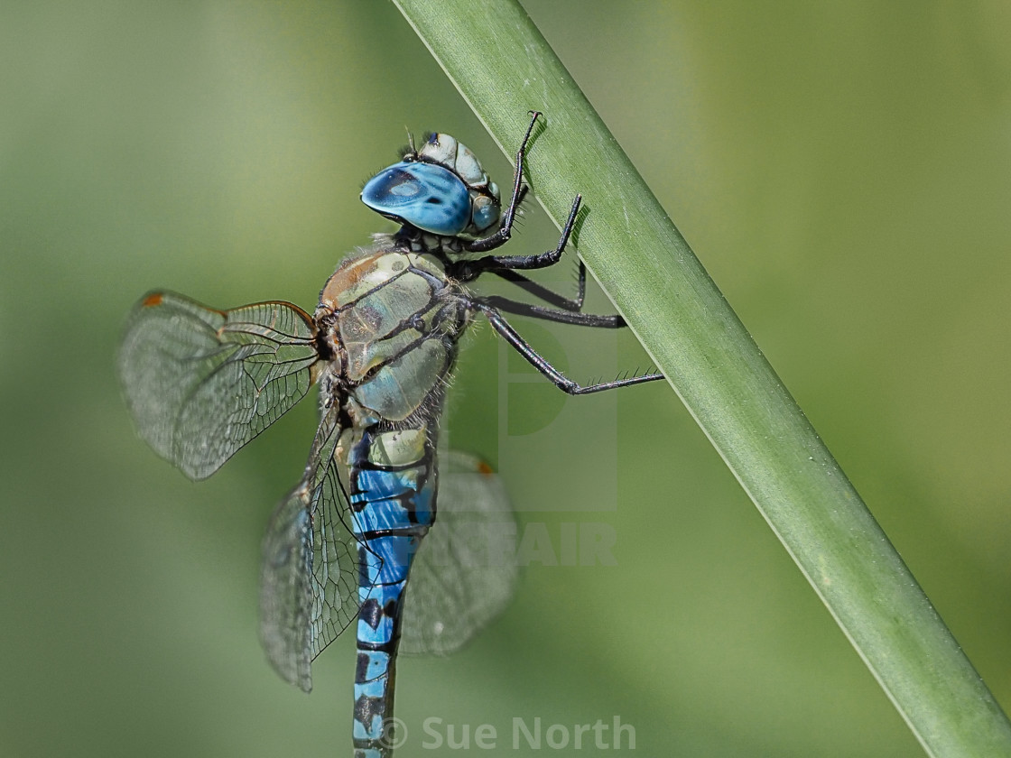 "Southern Migrant Hawker" stock image