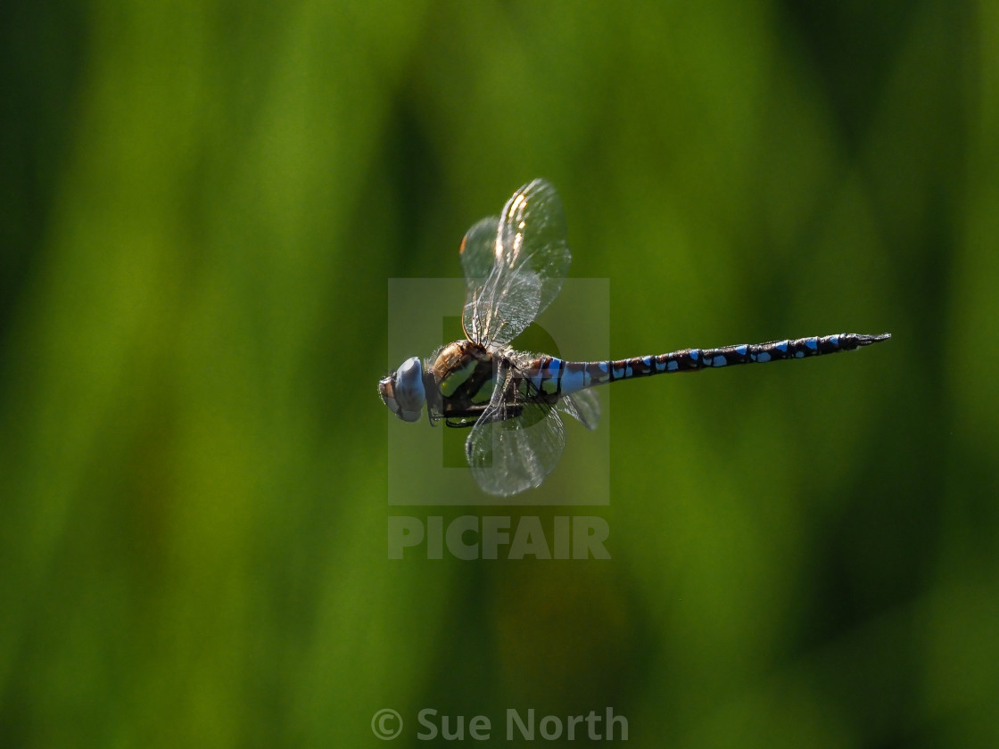 "Common Hawker" stock image