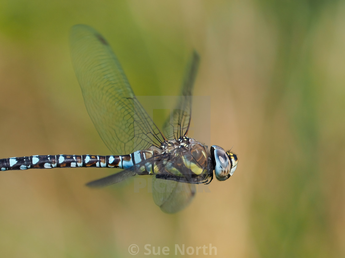 "Common Hawker" stock image