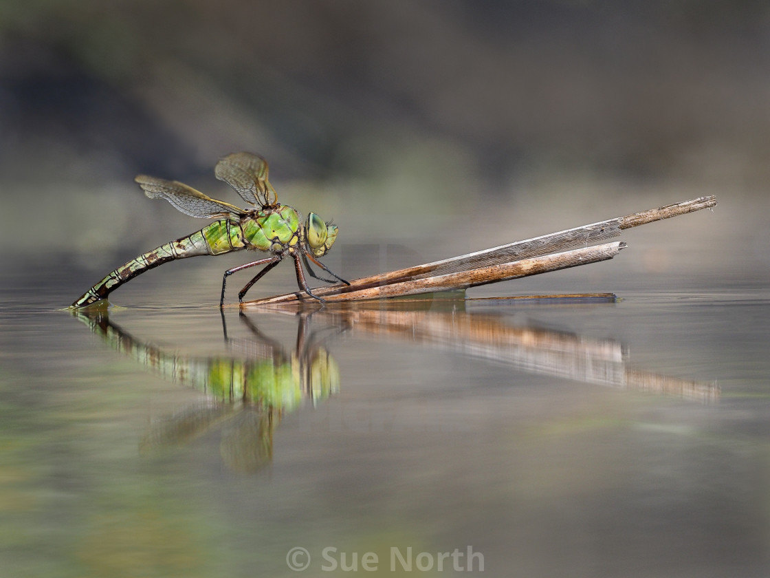 "Emperor Dragonfly" stock image