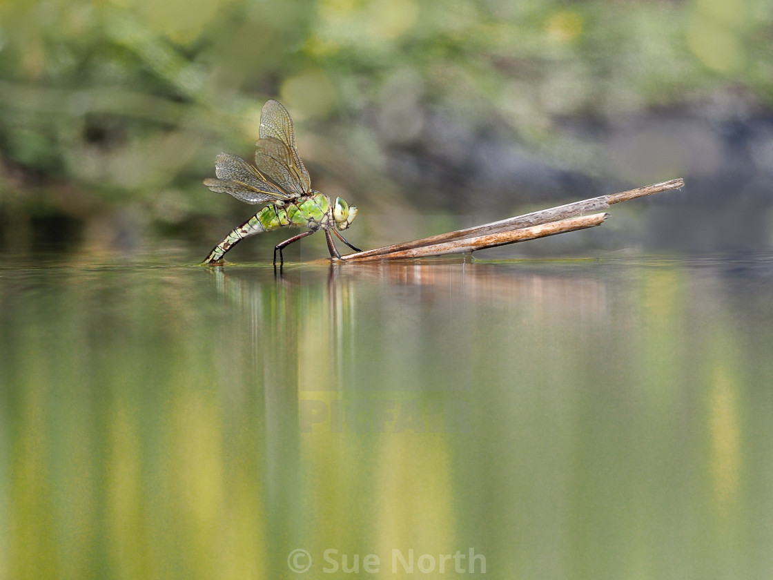 "Emperor Dragonfly" stock image