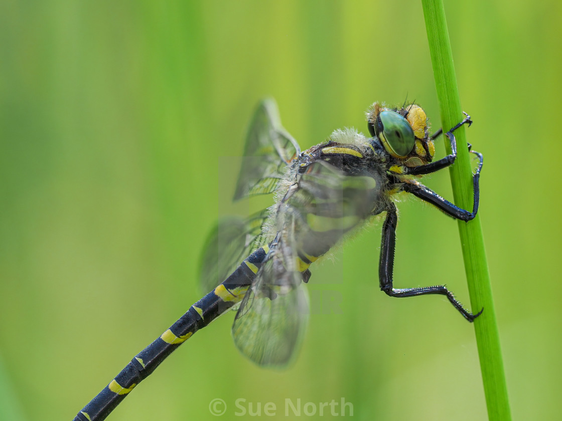 "Golden-Ringed Dragonfly" stock image