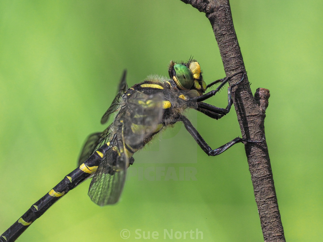 "Golden-Ringed Dragonfly" stock image