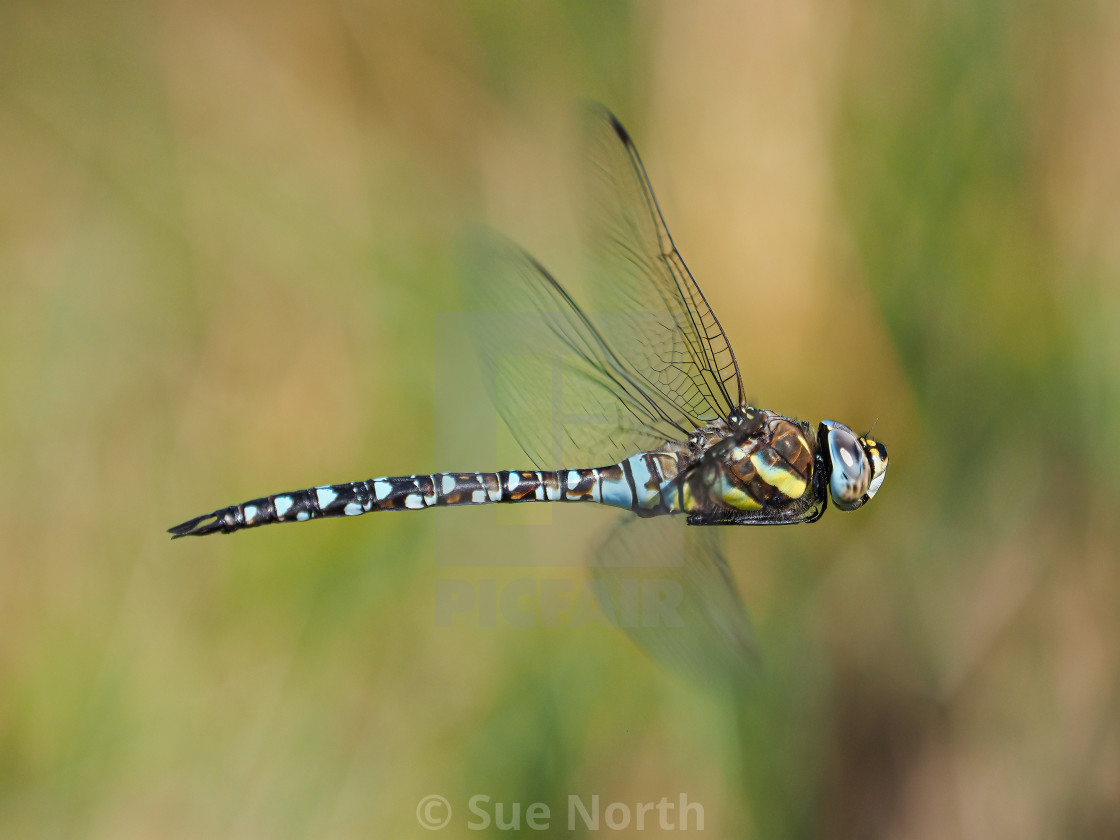 "Common Hawker" stock image