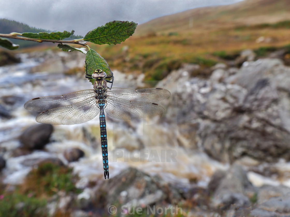 "Common Hawker" stock image