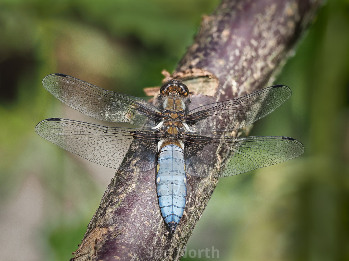 "Broad Bodied Chaser" stock image