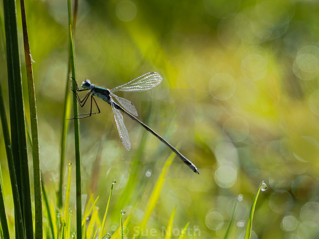 "Damselfly" stock image