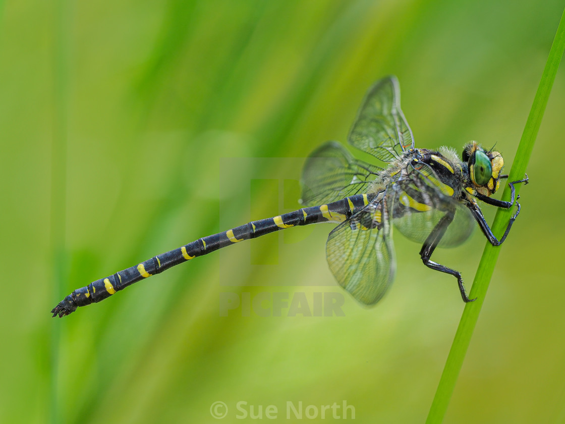 "Golden-Ringed Dragonfly no 1" stock image