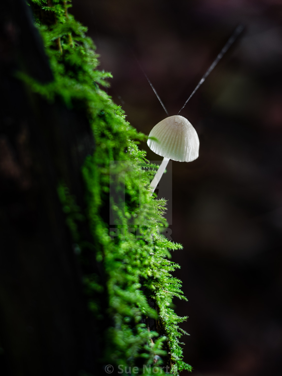 "Angel's Bonnet no 7" stock image