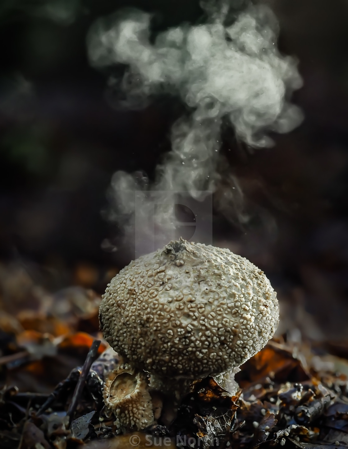 "Common puffball Scleroderma citrinum no 2" stock image