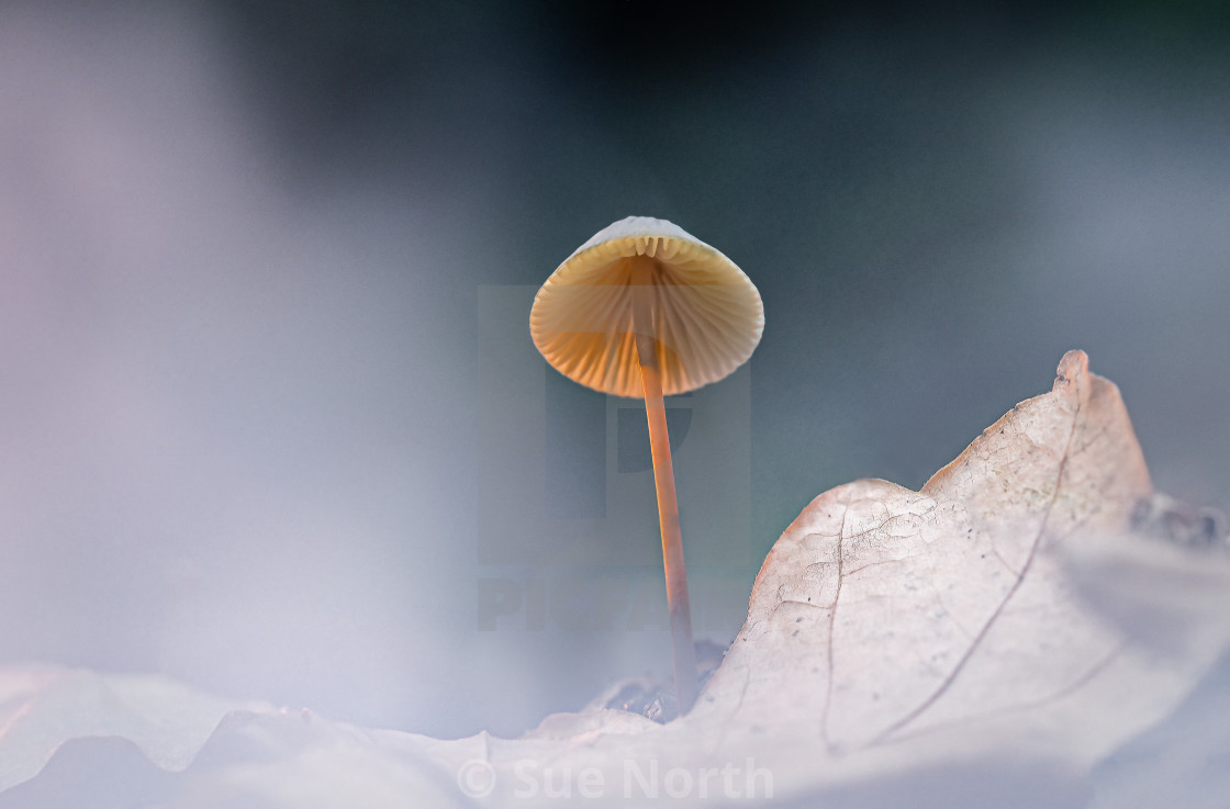 "Angel's Bonnet no 1" stock image