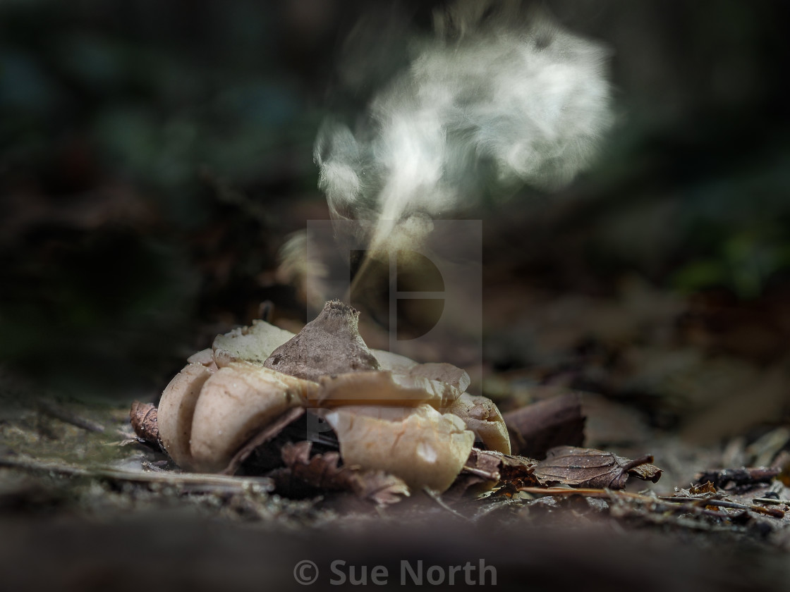 "Collared earthstar, Geastrum triplex no 1" stock image